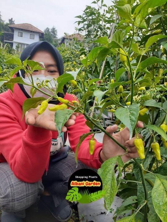 Habanero XL: Keunggulan dan Keistimewaan Cabai Pedas Jumbo